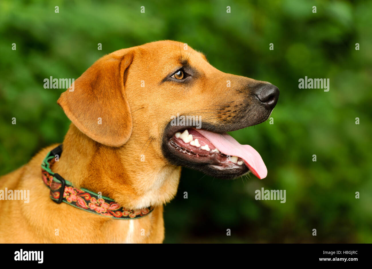 Happy dog è un ingrandimento di un ansioso eccitato grande cucciolo di cane con la sua lingua appendere fuori della sua bocca e una felice espressione sul suo viso. Foto Stock