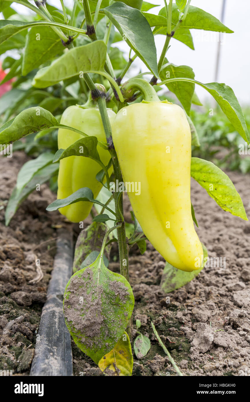 Giovani frutto acerbo pepe sulla boccola Foto Stock