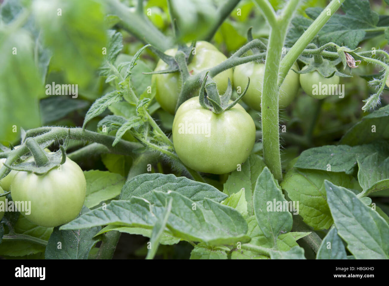 I giovani i frutti acerbi pomodori sulla boccola Foto Stock