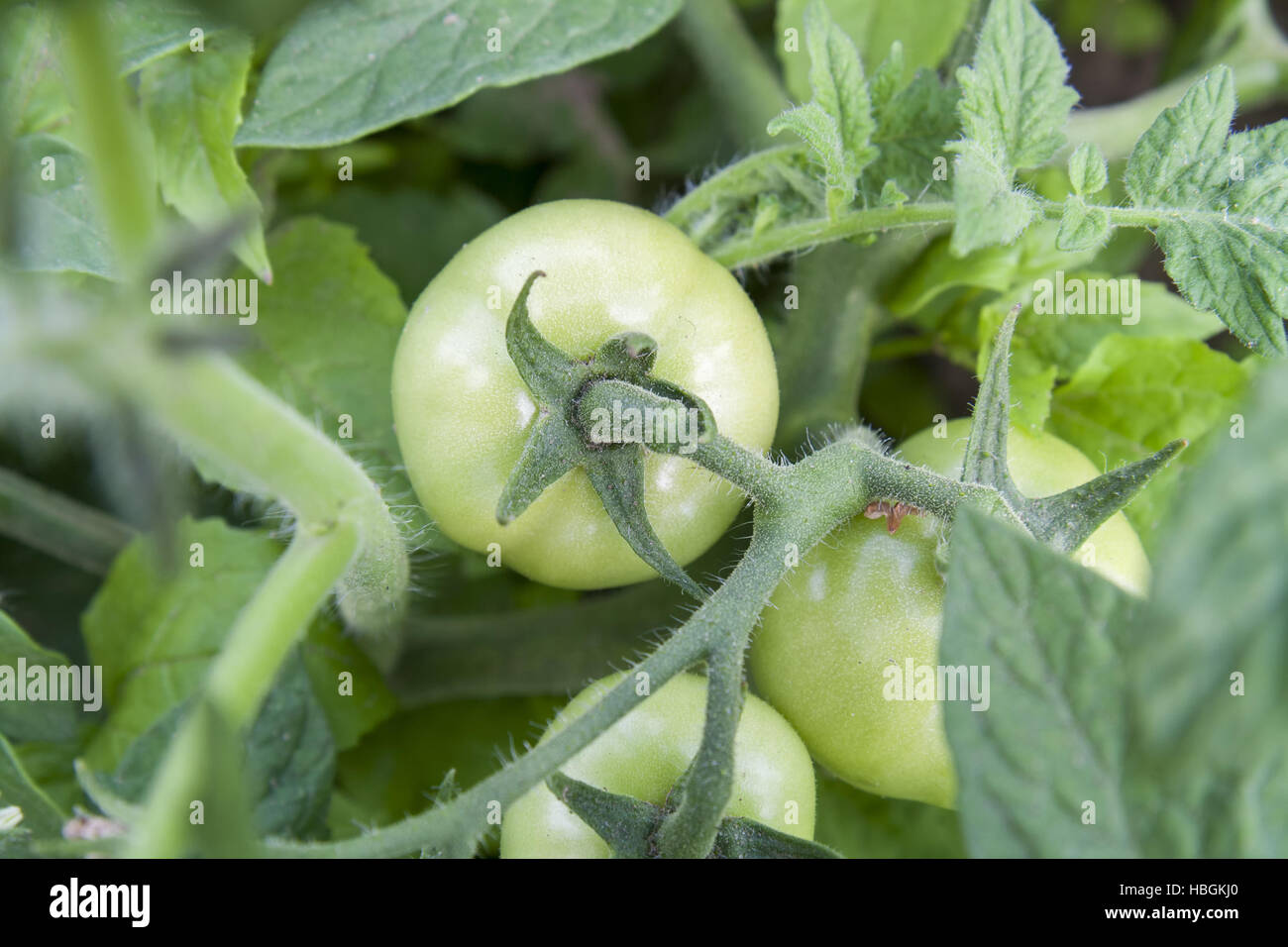 I giovani i frutti acerbi pomodori sulla boccola Foto Stock