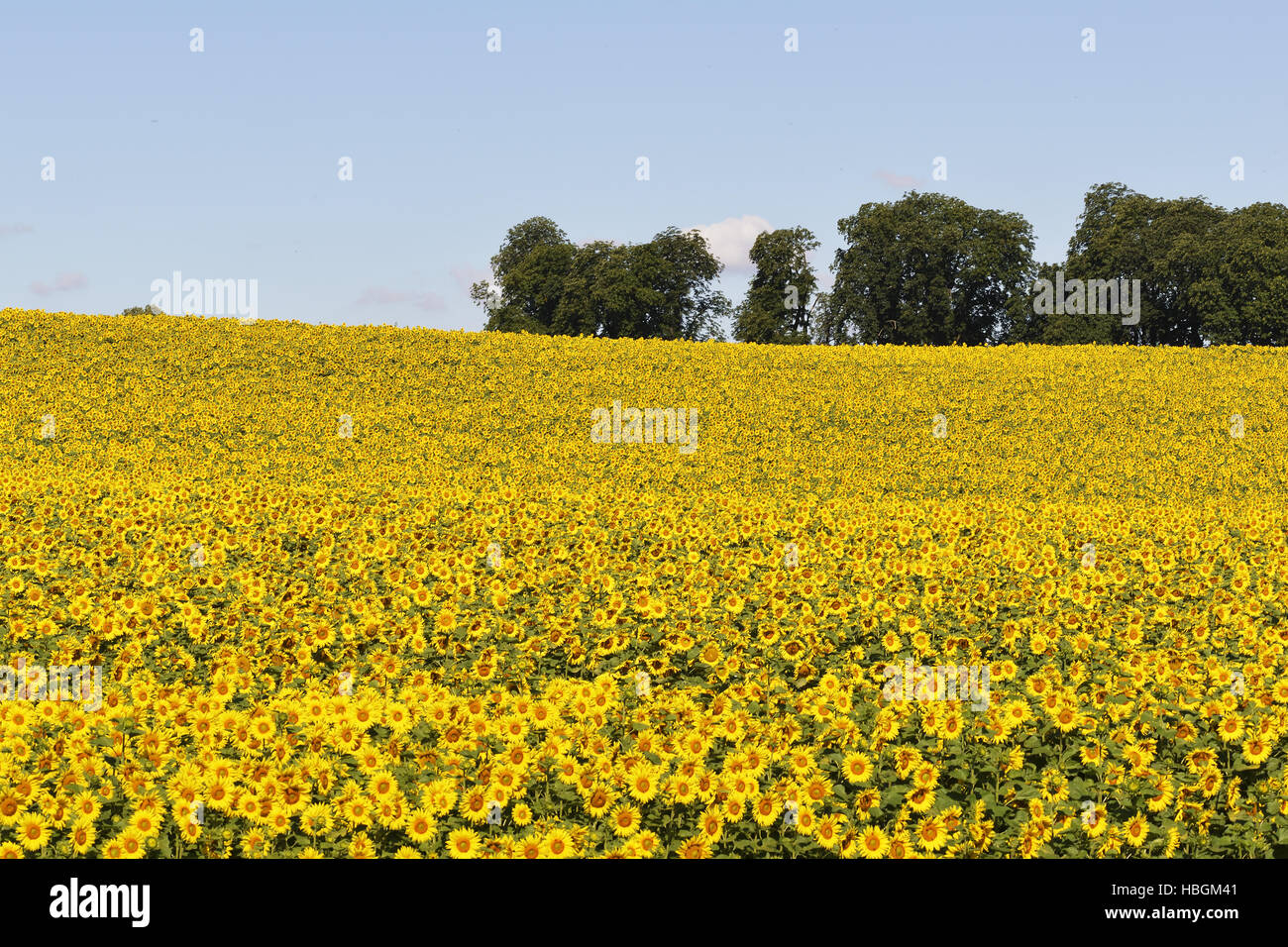 Campo di girasoli Foto Stock