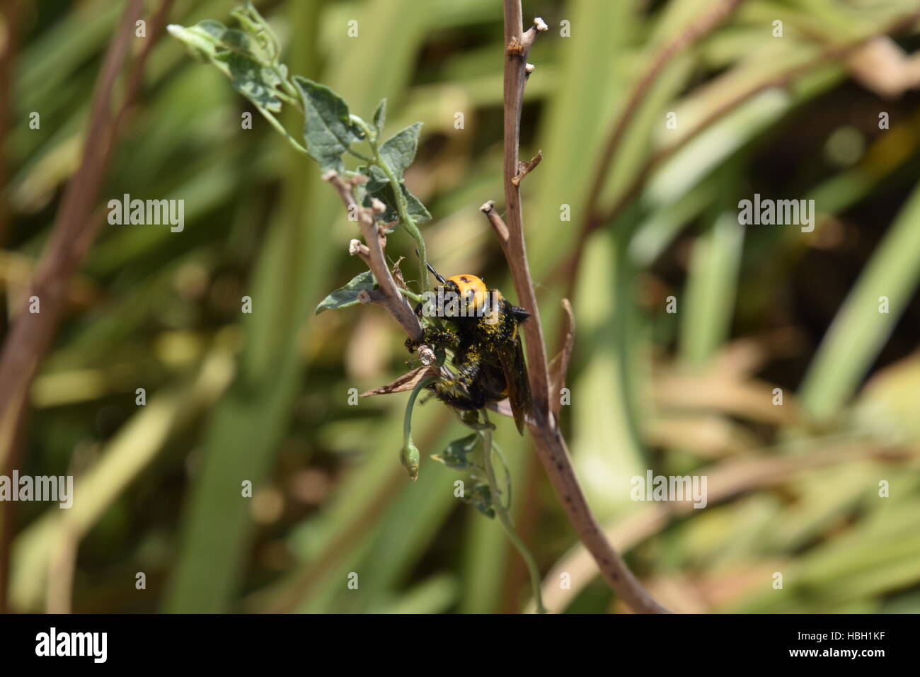 Megascolia maculata. Il mammoth wasp. Foto Stock