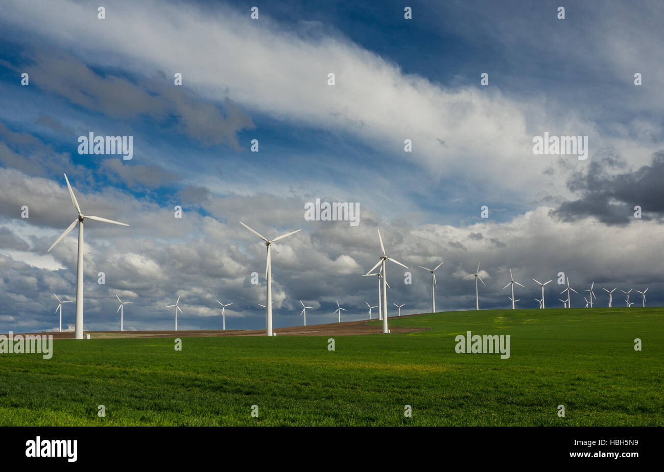 Righe di turbine eoliche linea un campo erboso nel nord di Oregon Foto Stock