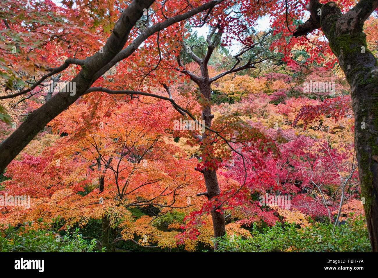 Un tripudio di colori autunnali a Tofuku-ji, Kyoto, Giappone Foto Stock