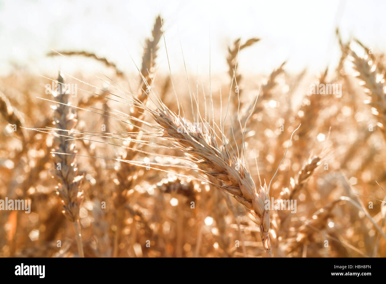 Una spiga di grano Foto Stock