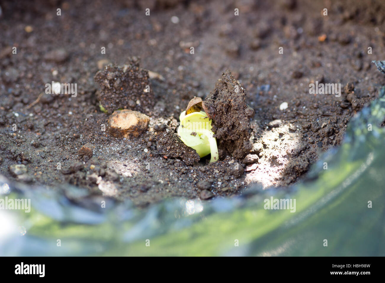 Appena spuntano dal terreno in agriturismo Foto Stock