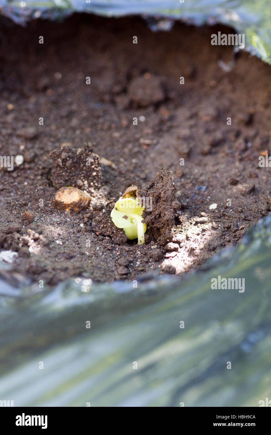 Appena spuntano dal terreno in agriturismo Foto Stock
