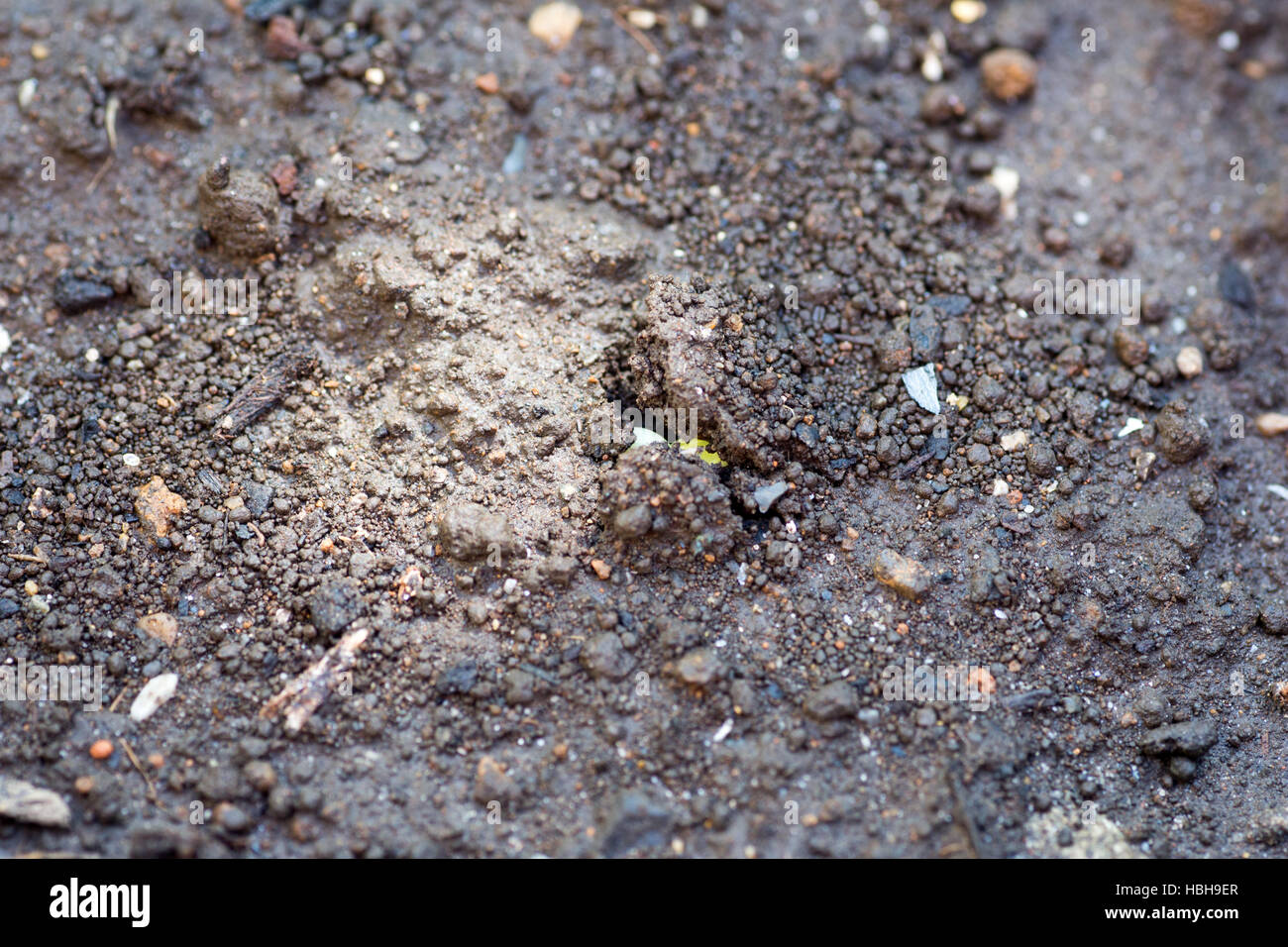 Appena spuntano dal terreno in agriturismo Foto Stock
