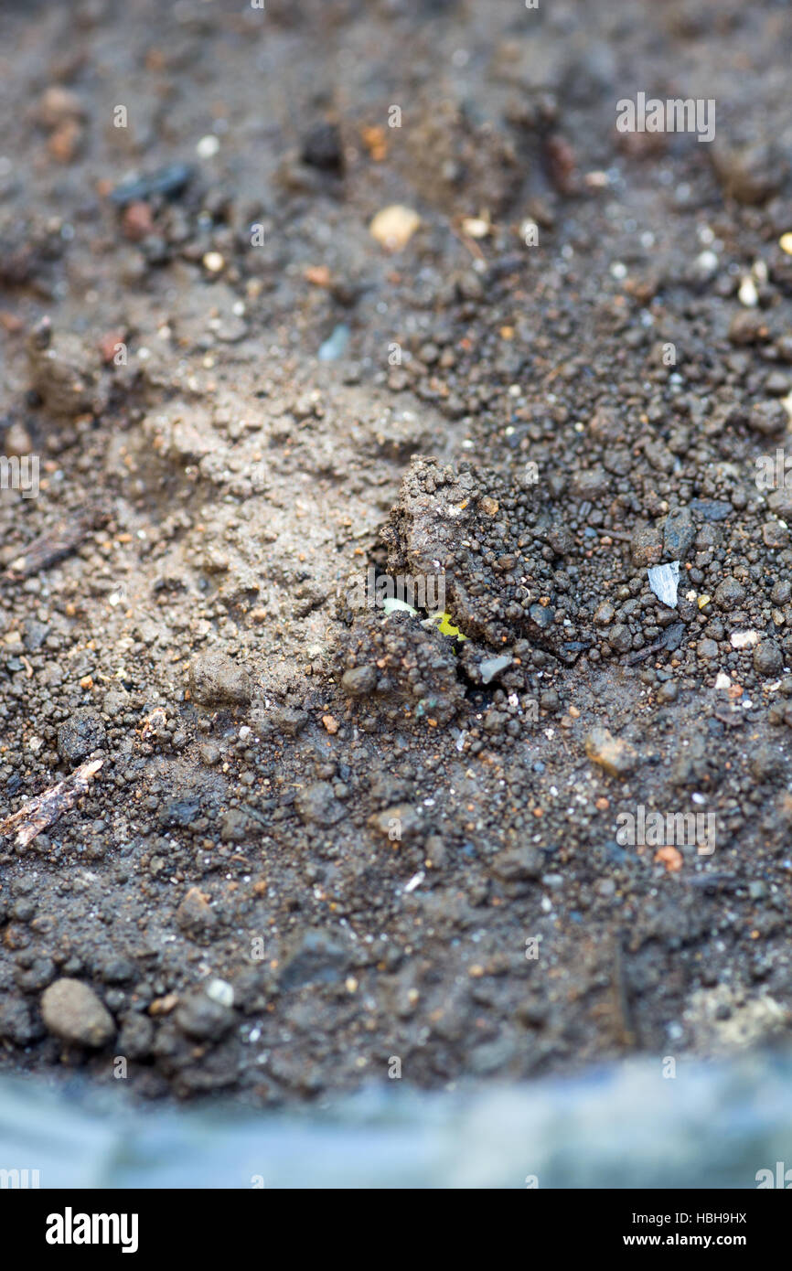 Appena spuntano dal terreno in agriturismo Foto Stock