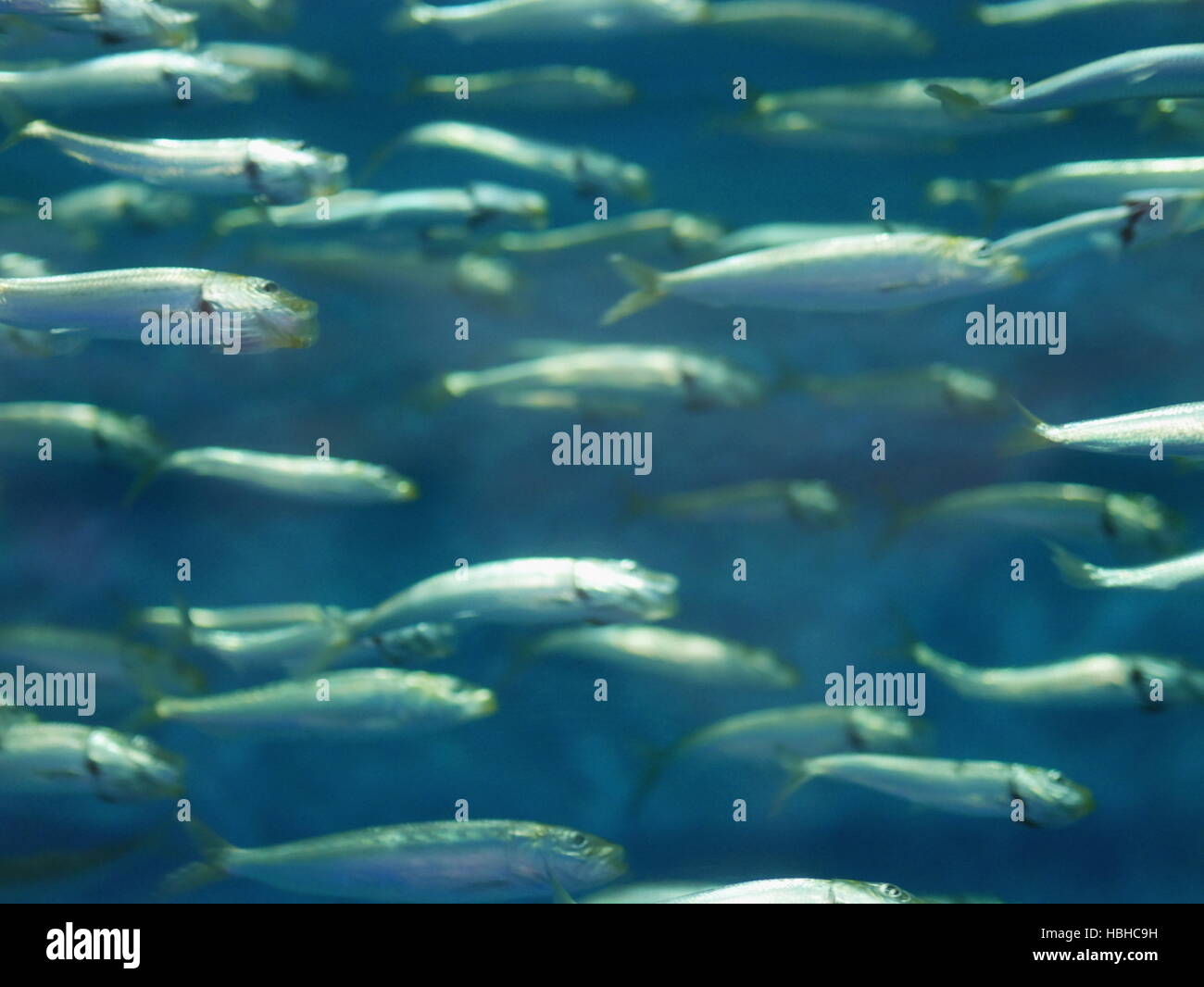 Close-up di scuola subacquea di pesce Foto Stock