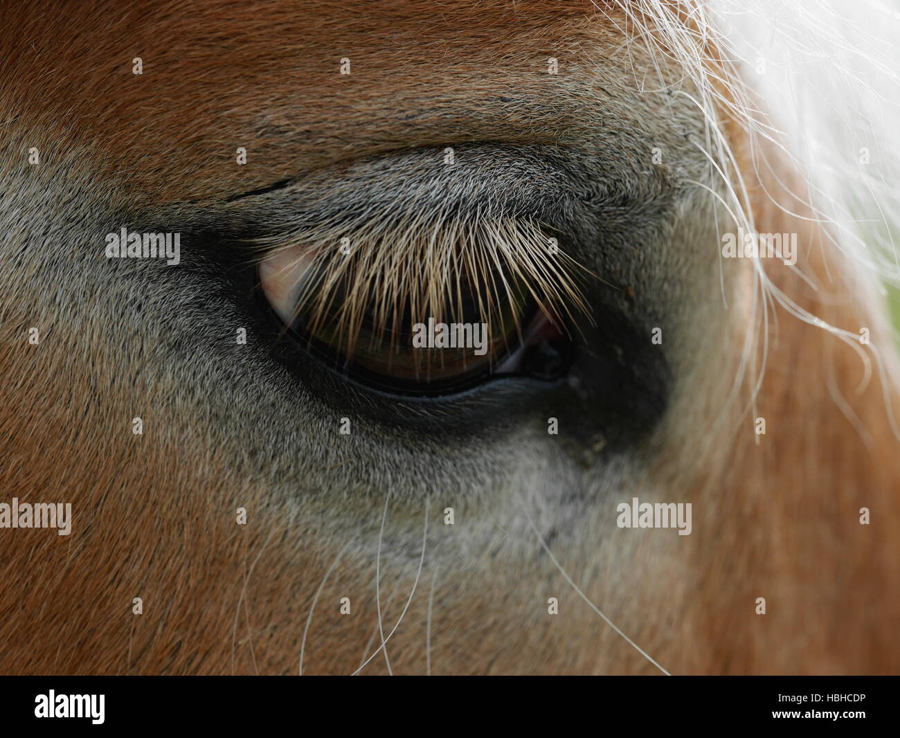 Close-up di triste horse's eye Foto Stock