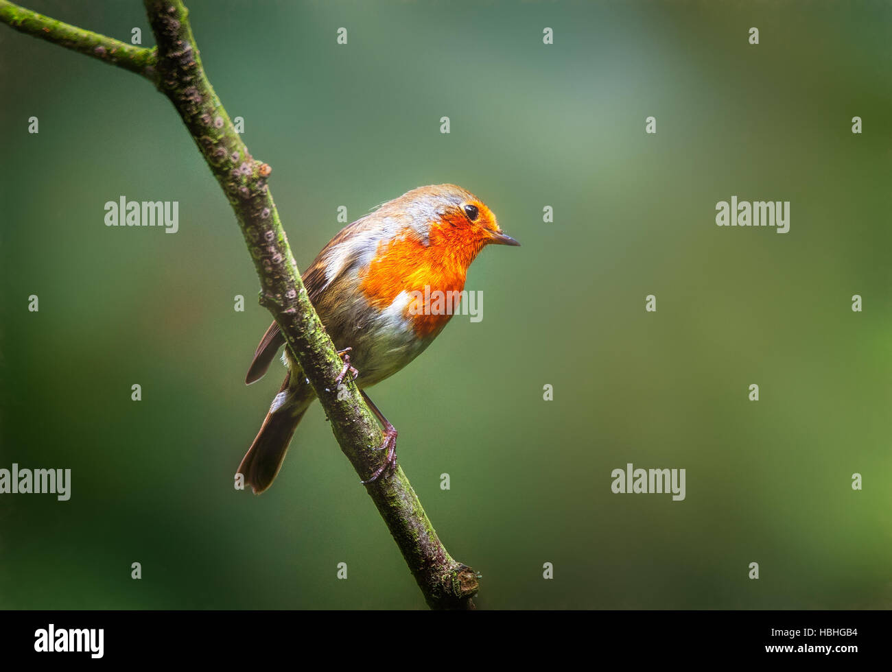 Robin appollaiato in un albero bird Foto Stock