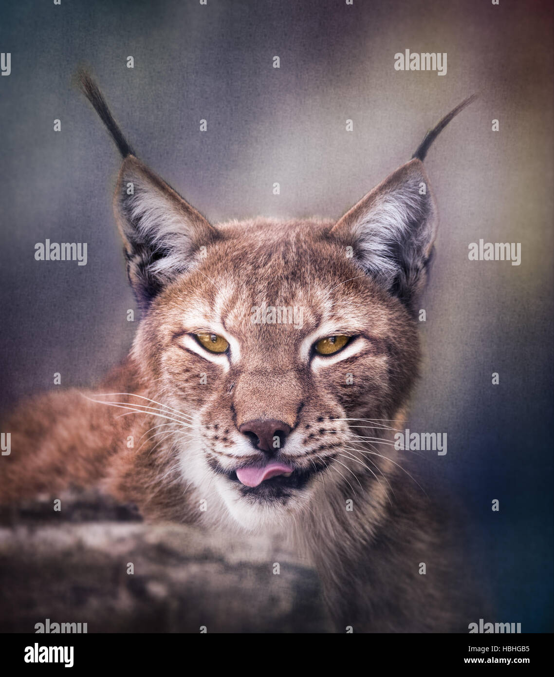 Siberian lynx colpo di testa Foto Stock