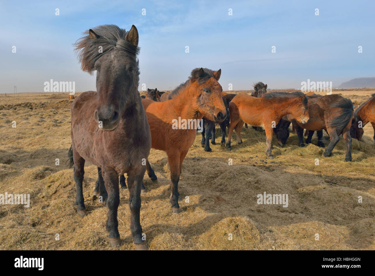 Bellissimi cavalli islandesi in primavera, Islanda Foto Stock