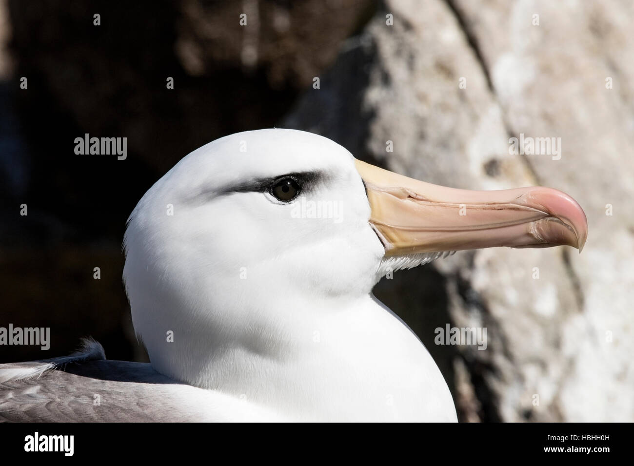 Nero-browed albatross (Thalassarche melanophris) fino in prossimità della testa e il becco del singolo adulto nella colonia di allevamento nelle isole Falkland Foto Stock