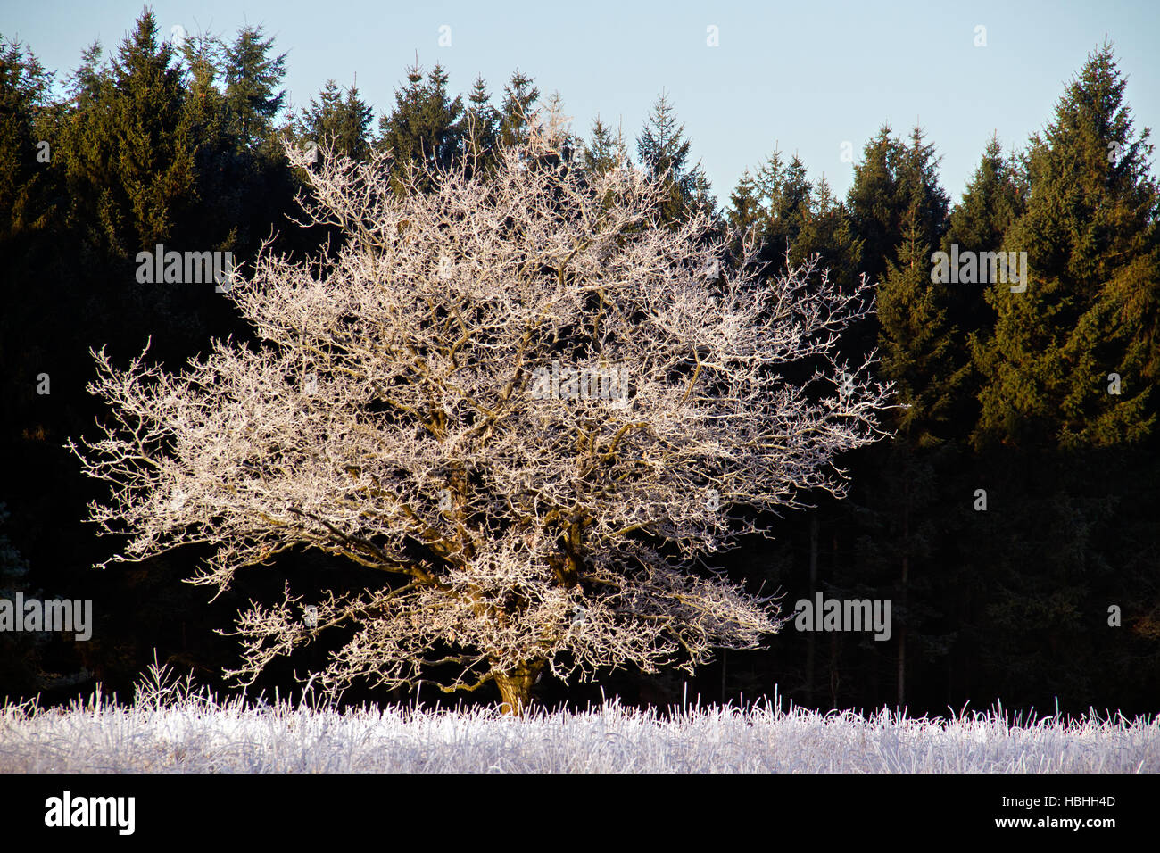 Lonely quercia con brina su una brughiera di fronte a una foresta di pini Foto Stock