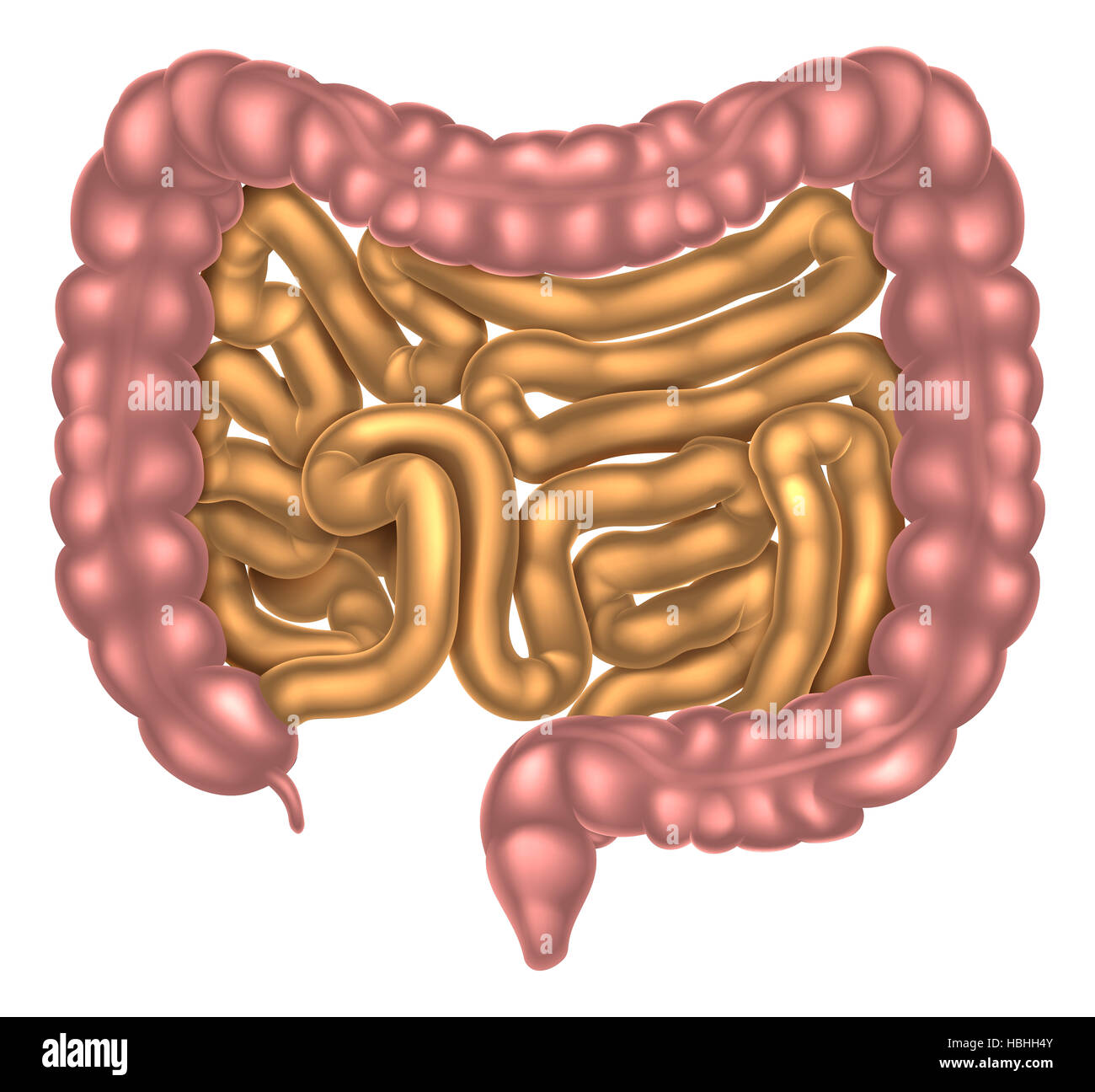 Una illustrazione dei piccoli e grandi intestini parte del sistema digestivo Foto Stock