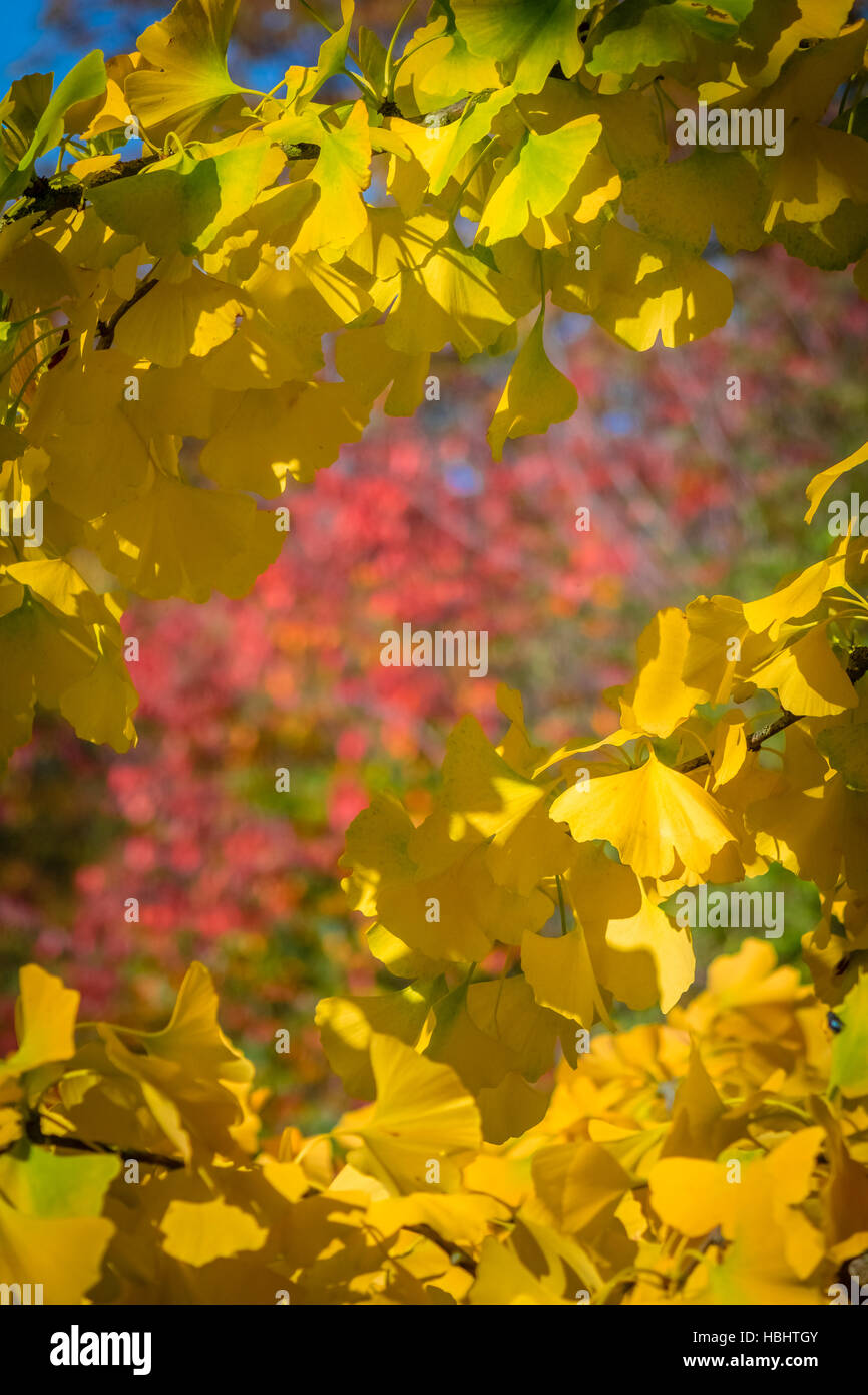 I colori della primavera Foto Stock