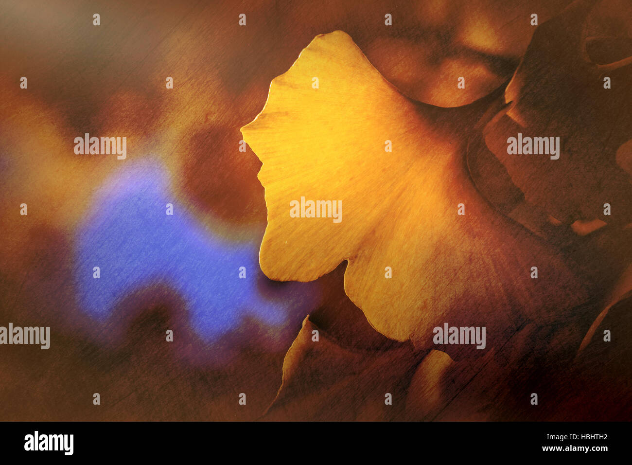 Il giallo dei fiori di primavera Foto Stock