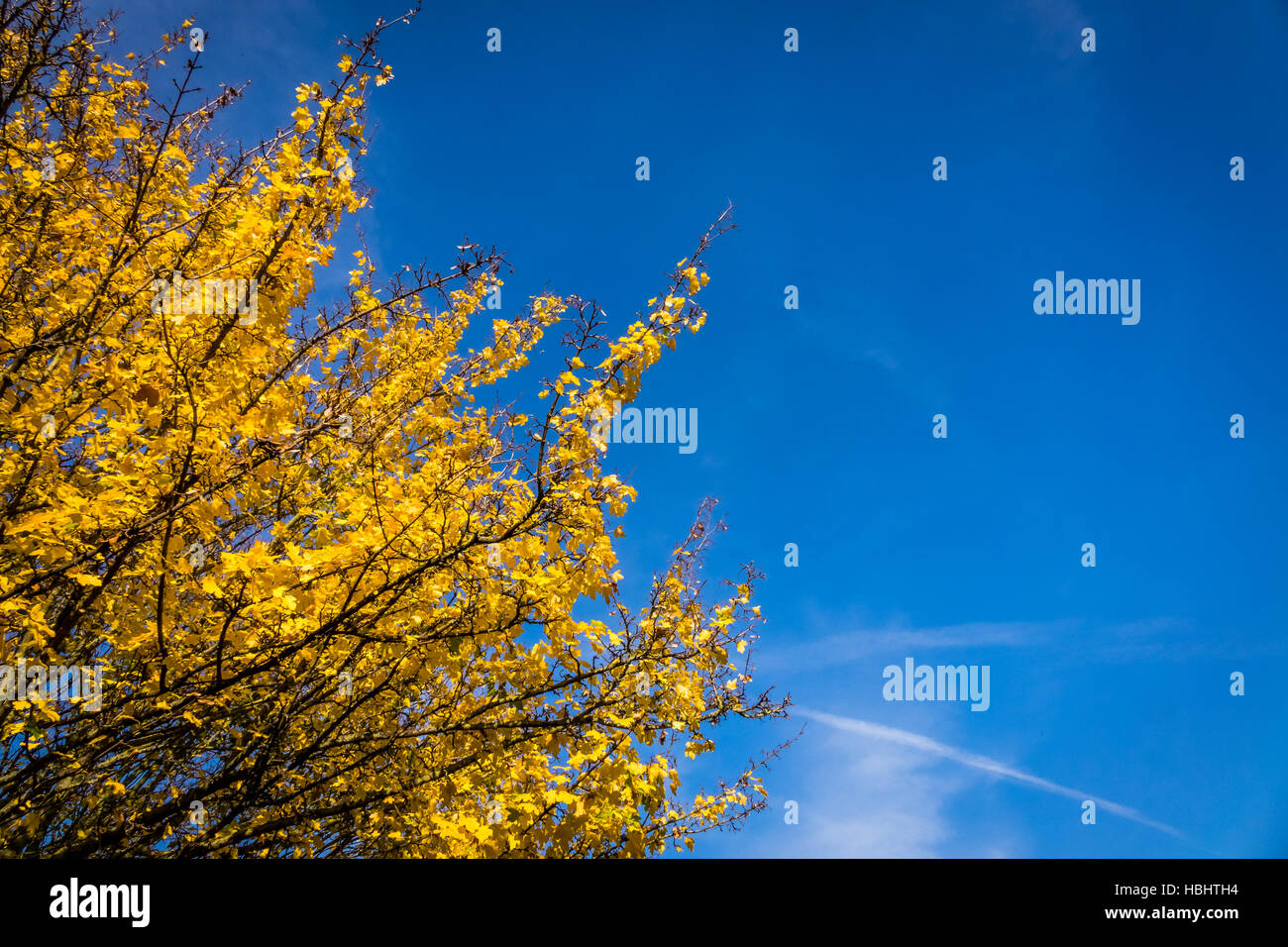 Giallo primavera Foto Stock