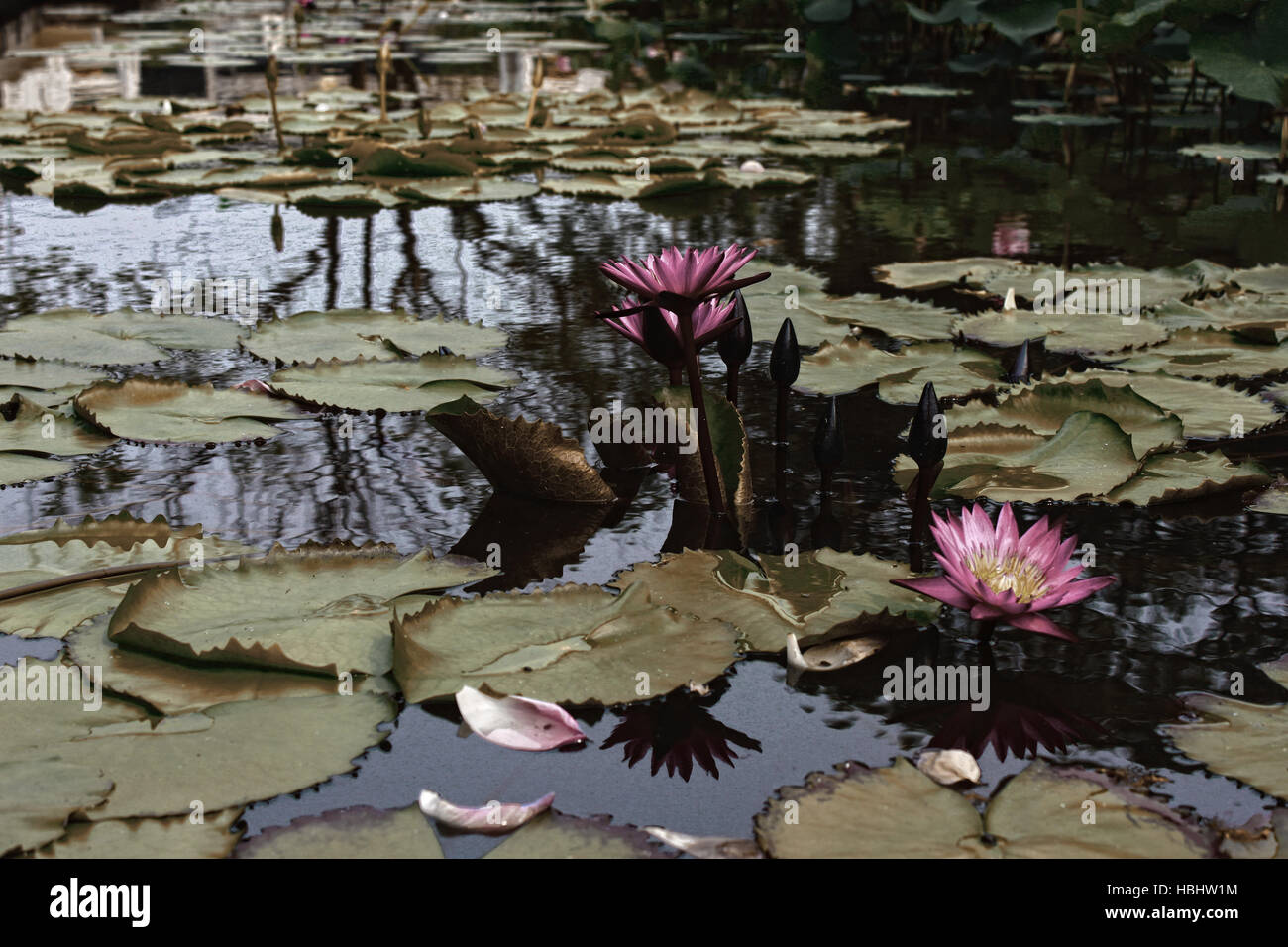 Viola Lotus Pond presso l'università di Chulalongkorn a Bangkok, Tailandia. Foto Stock