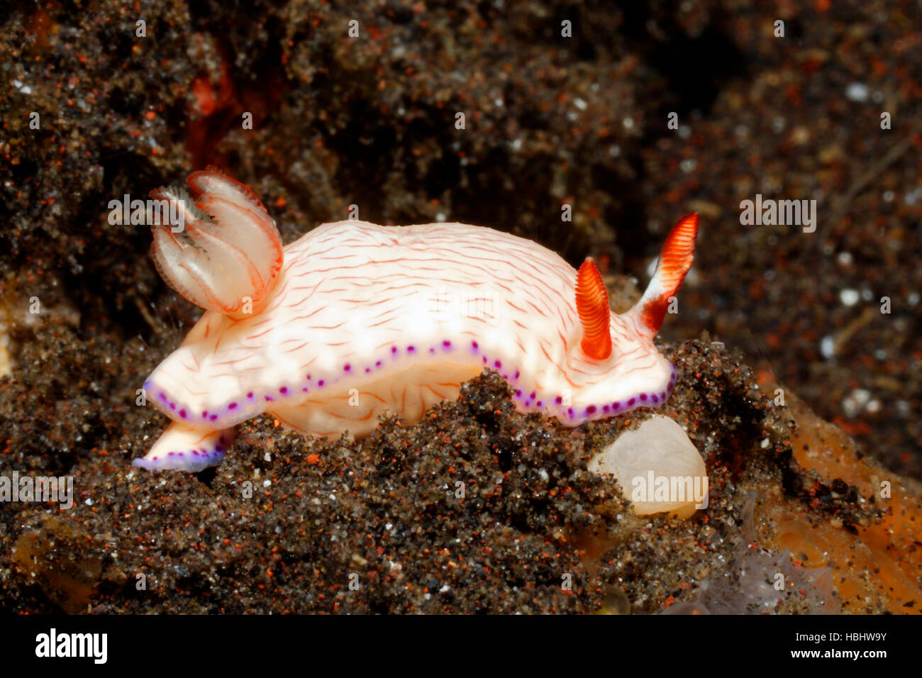 Nudibranch, Hypselodoris katerinae. Con radula estesa, spugne da mangiare. Tulamben, Bali, Indonesia. Bali Sea, Oceano Indiano Foto Stock