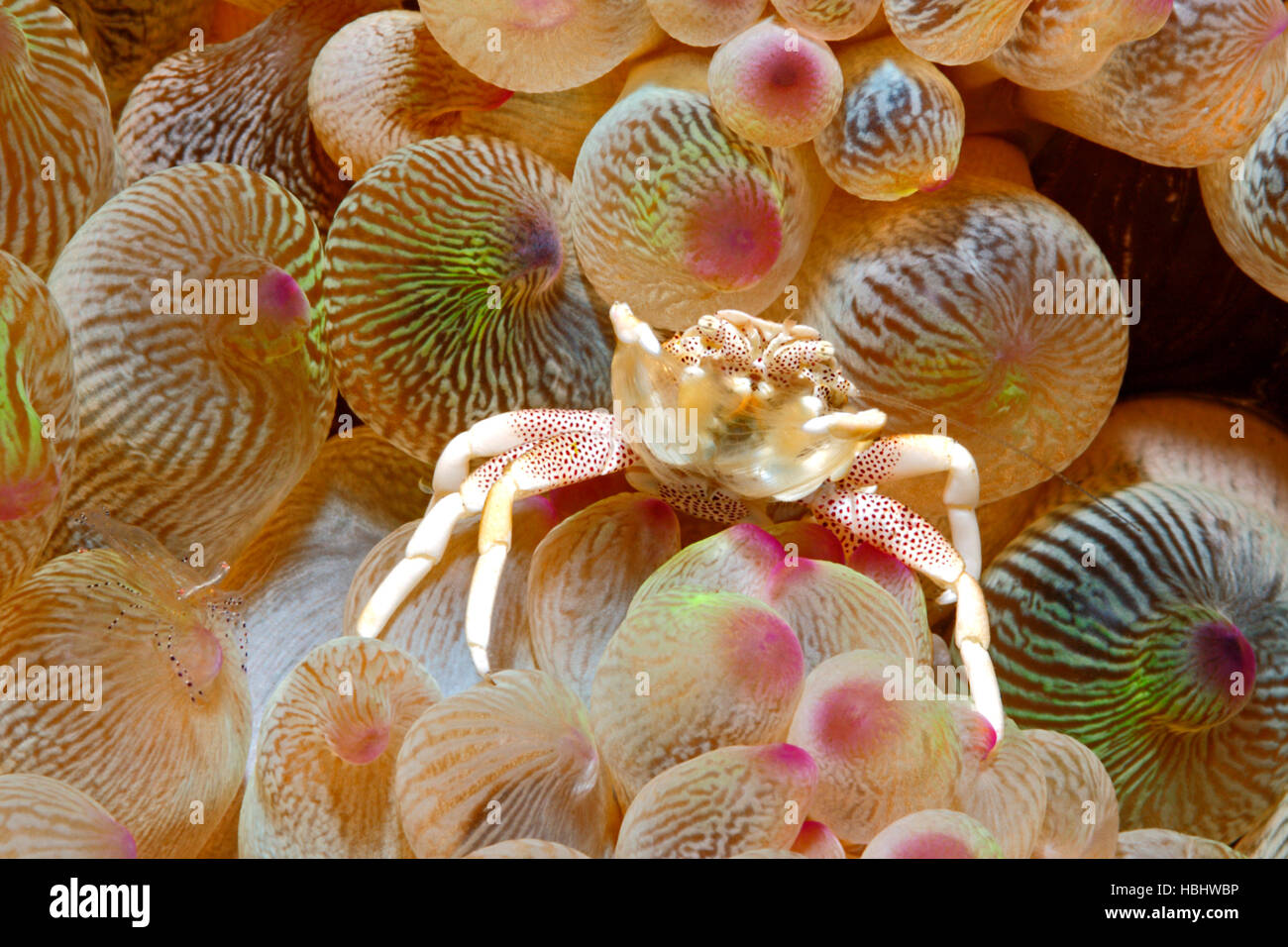 Il Granchio di porcellana, Neopetrolisthes maculatus, vivendo in un anemone marittimo. Noto anche come Neopetrolisthes ohshimai e Neopetrolisthes maculata Foto Stock