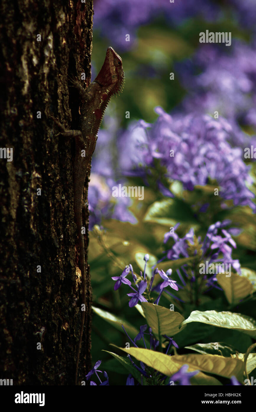 Una lucertola tropicale camuffato su un albero in università di Chulalongkorn, Thailandia. Foto Stock