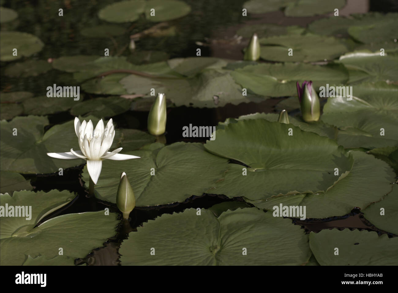 Un bellissimo laghetto di loto nei pressi della facoltà delle arti edifici di Chulalongkorn University, Thailandia. Foto Stock