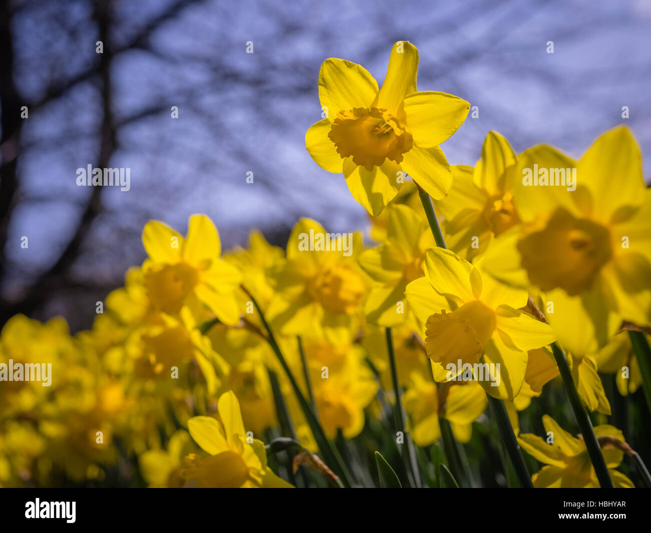 Giallo prima narcisi Foto Stock