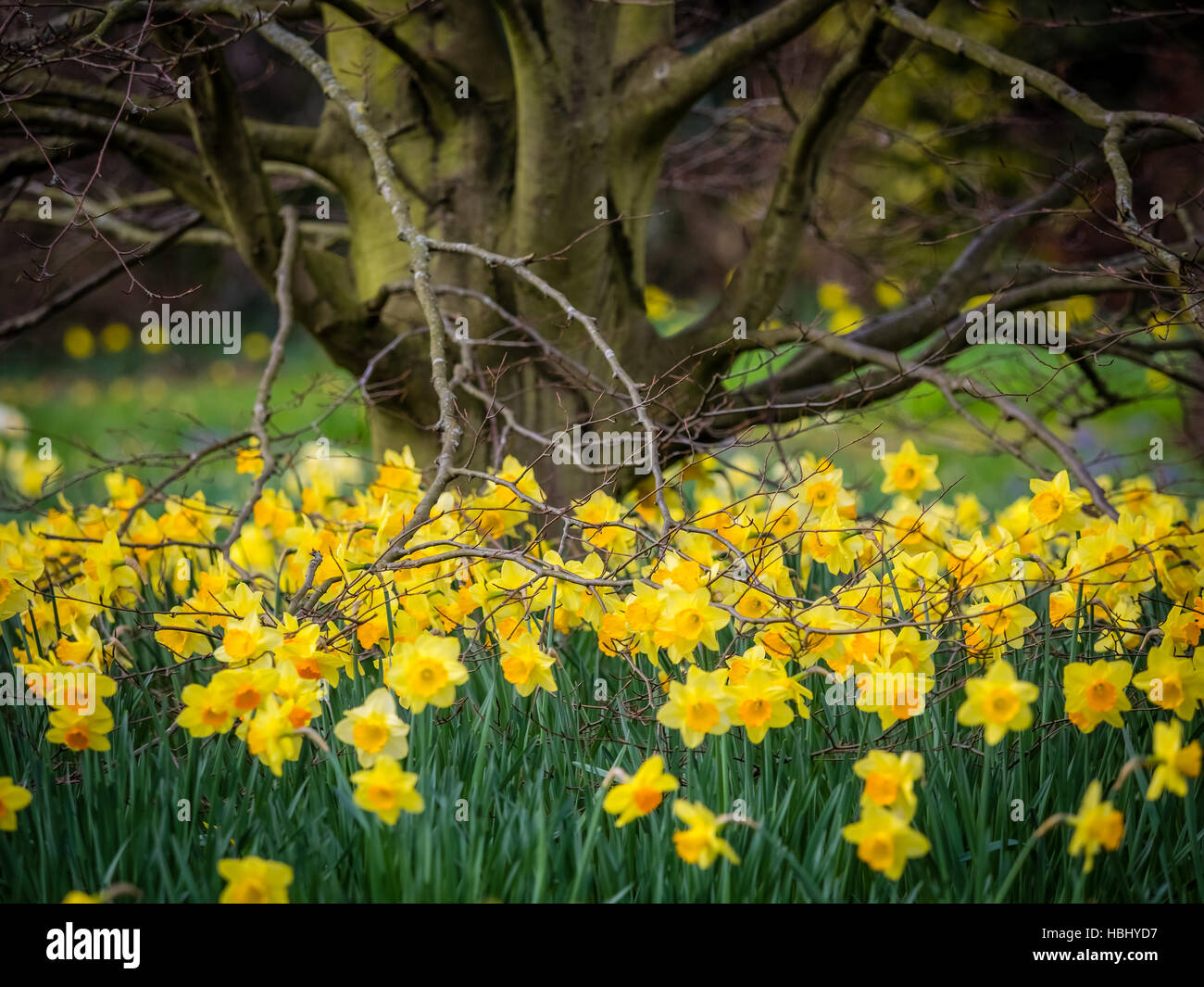 Giallo prima narcisi Foto Stock