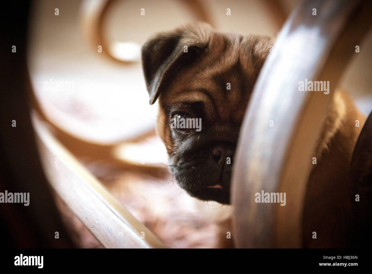 Pug Foto Stock