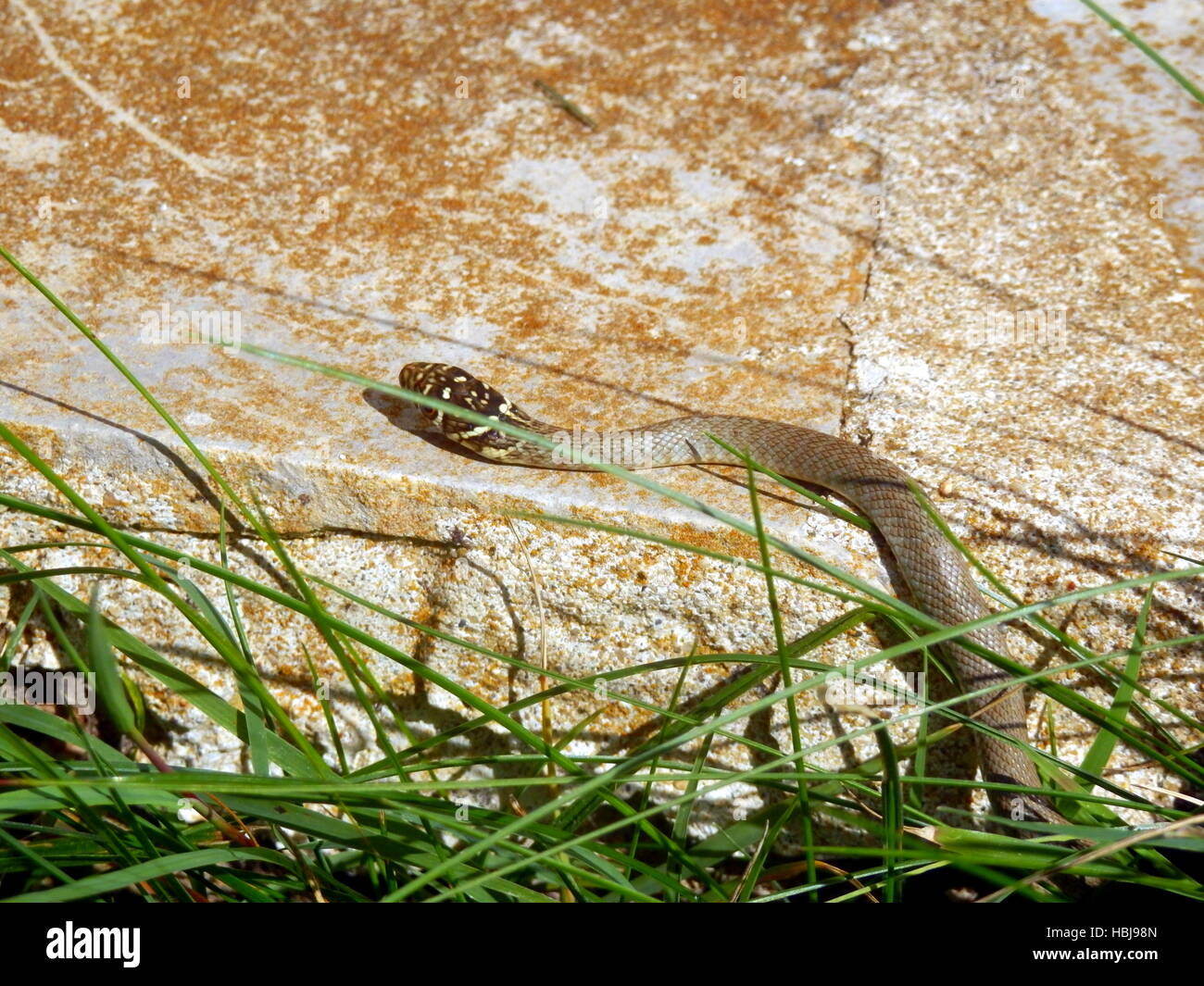 I capretti Unione frusta Snake Foto Stock