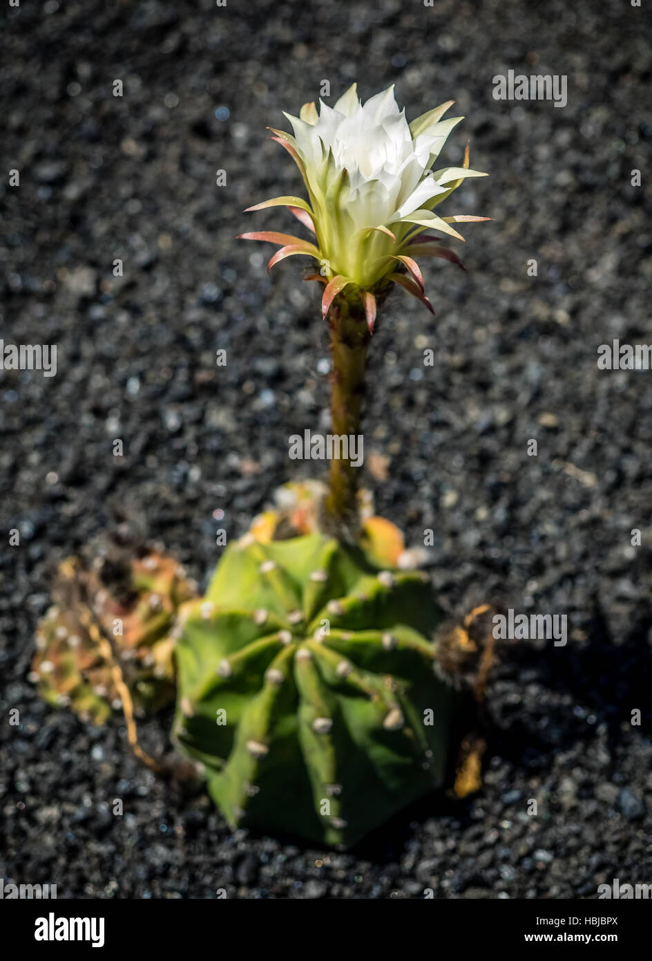 Di piccole dimensioni e di colore bianco fiore di cactus Foto Stock