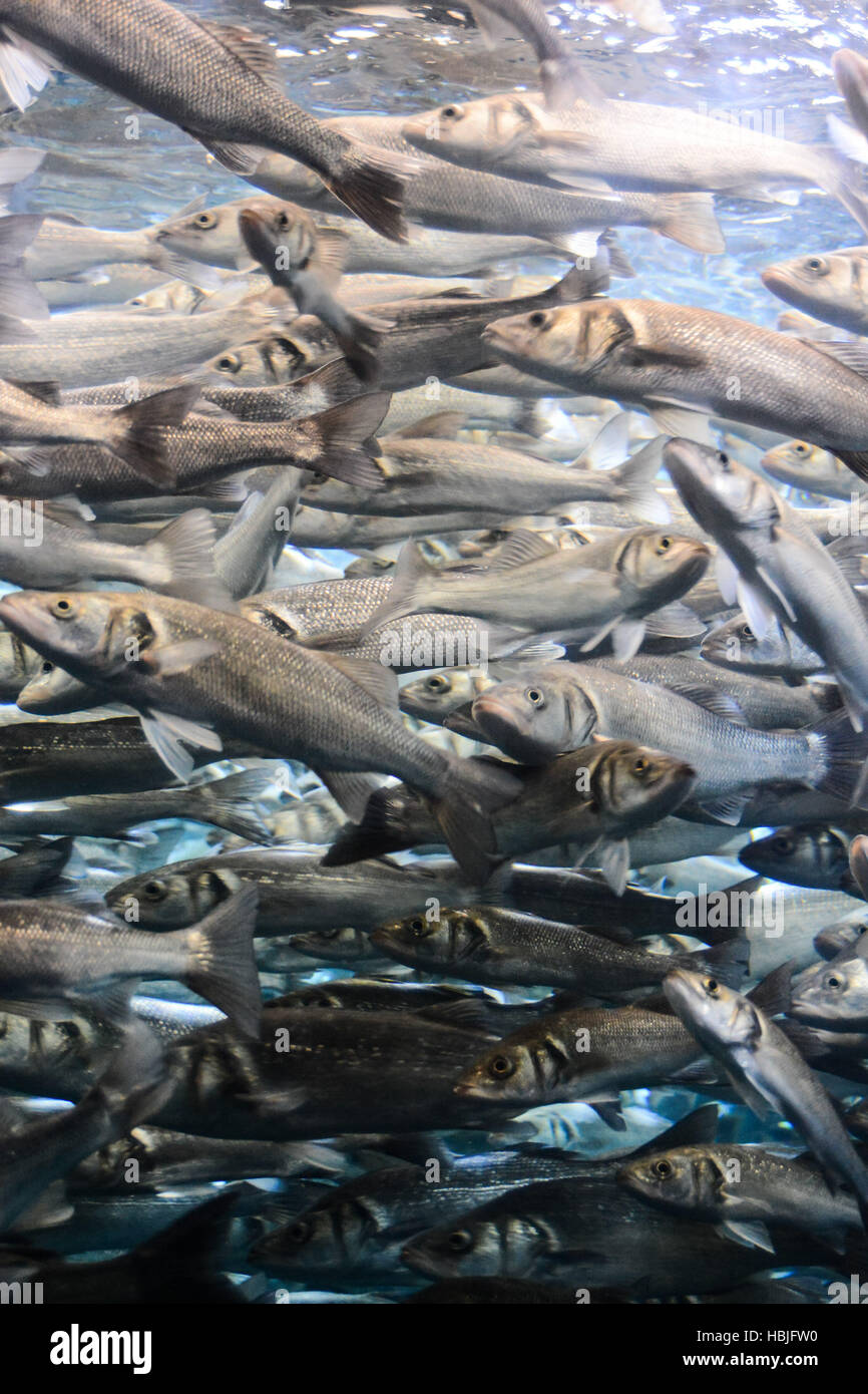 Acquario pieno di bellissimi pesci tropicali Foto Stock