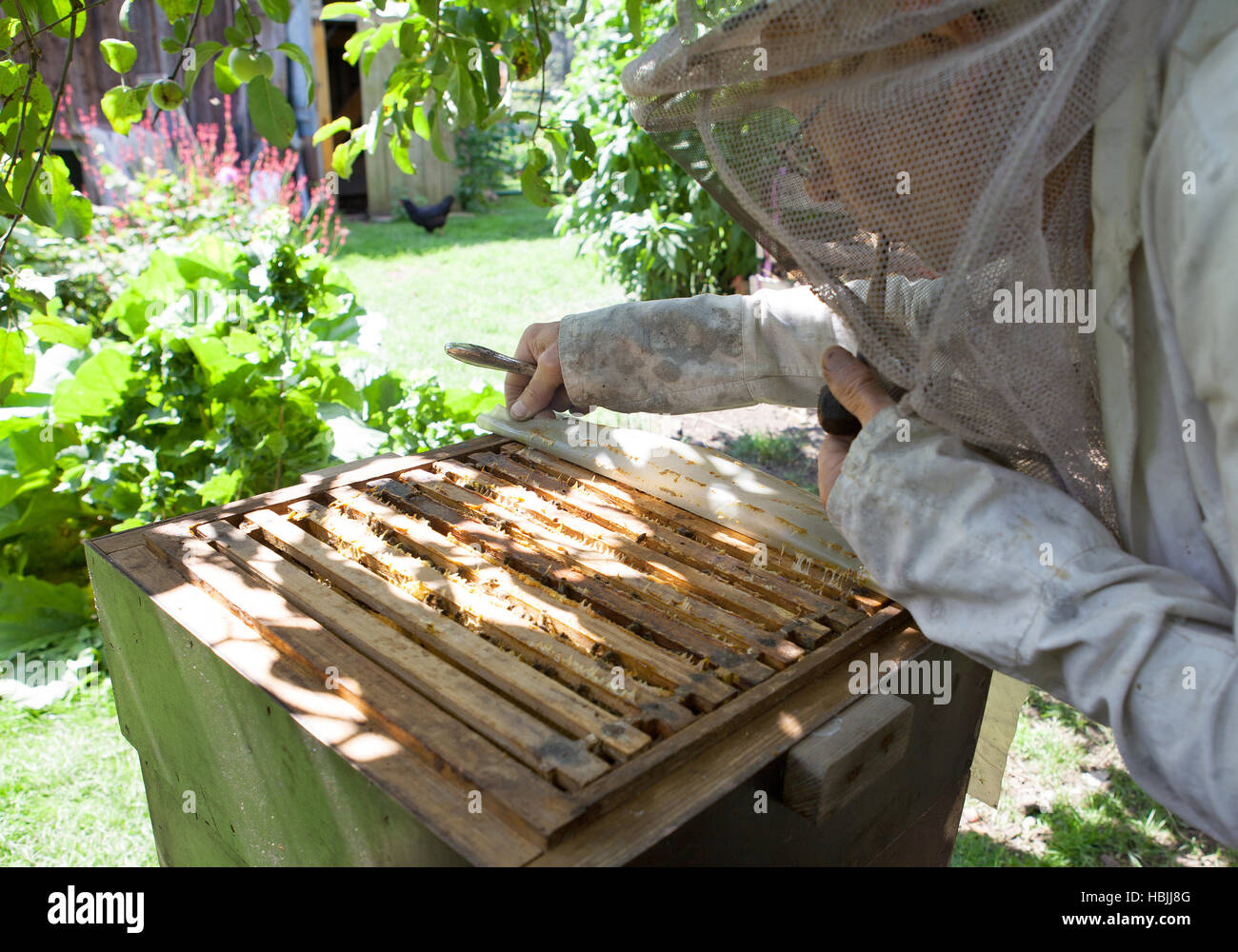 Bee keeper con colonia di api Foto Stock