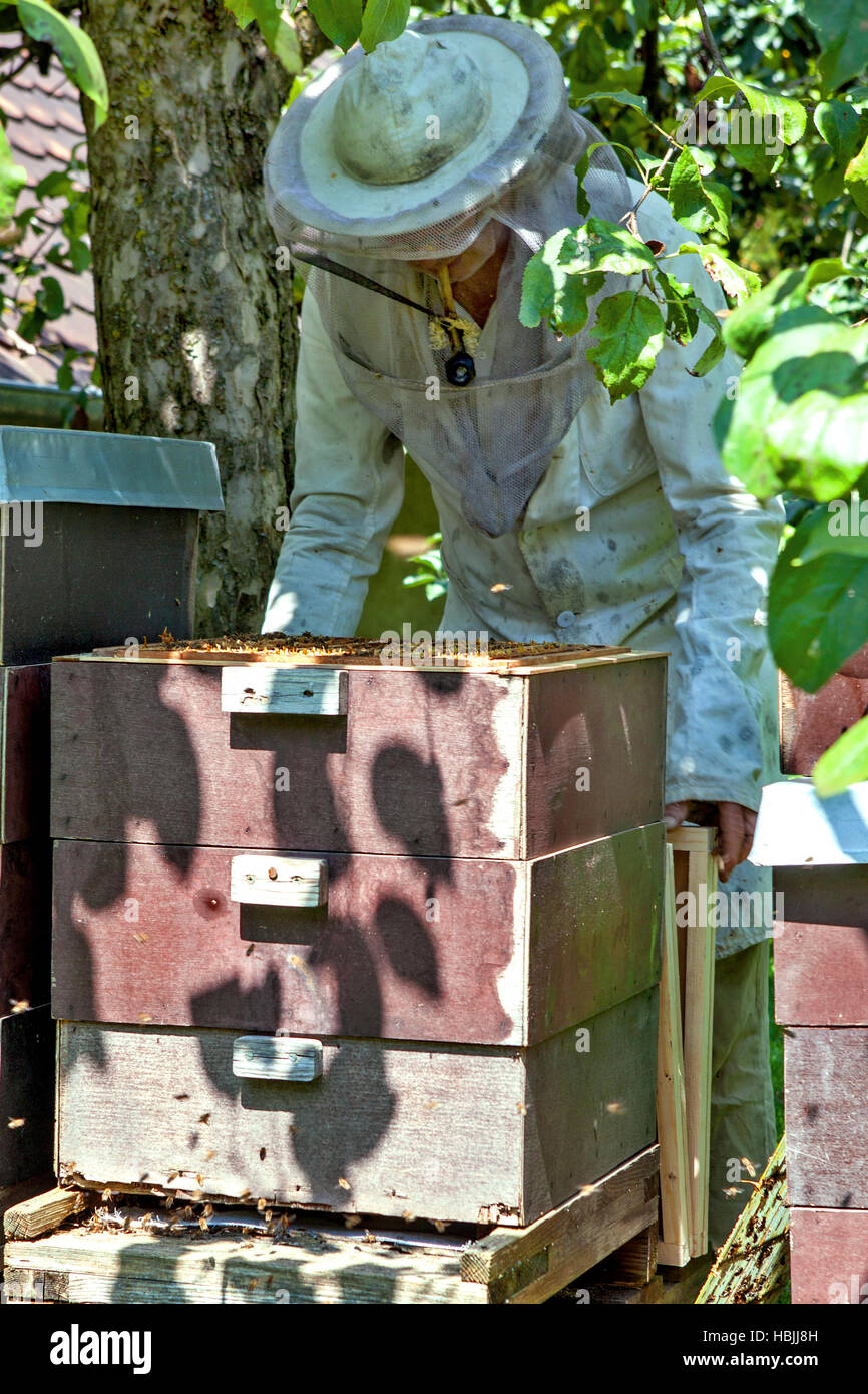Bee keeper con colonia di api Foto Stock