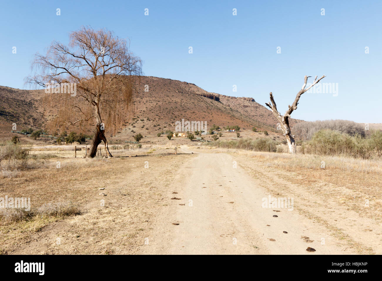 La vita e la morte degli alberi - Nieu-Bethesda Foto Stock