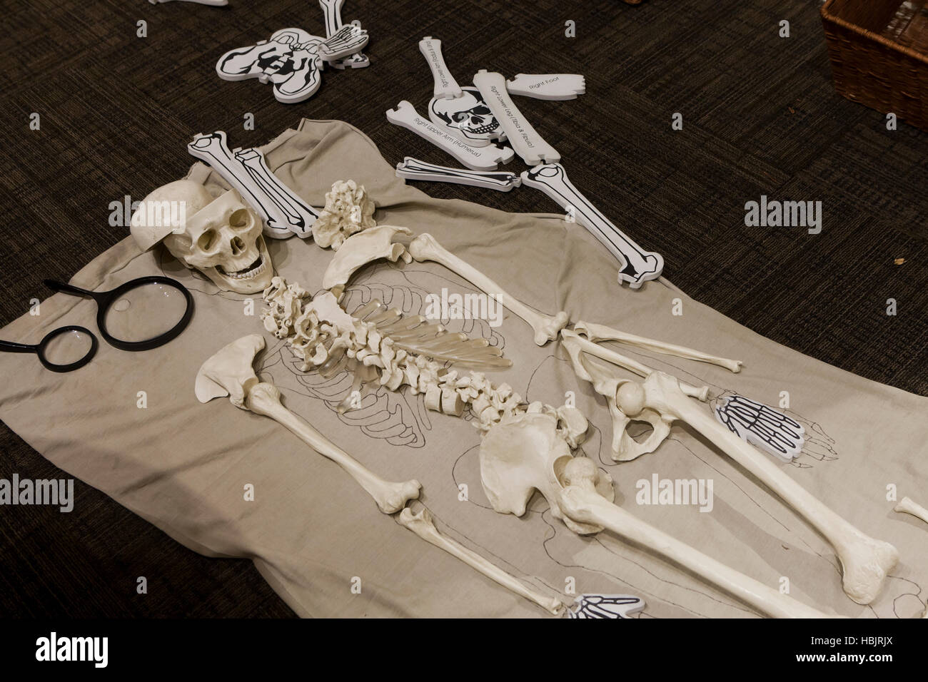 Scheletro umano modello in Aula - USA Foto Stock