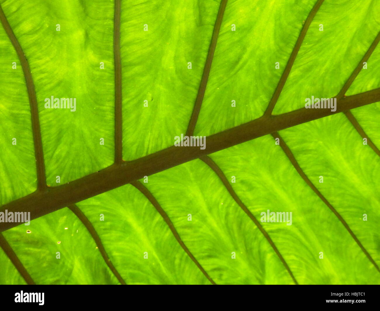 La Pianta Di Colocasia Dell'orecchio Di Elefante Fotografia Stock - Immagine Di Crescere - Foto 3