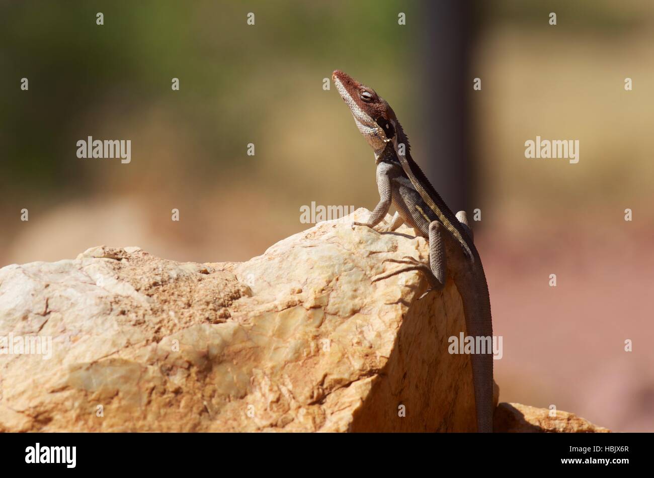 Un a becco lungo (e long-tailed) Dragon (Gowidon longirostris) su una roccia rossastra a West MacDonnell National Park, Australia Foto Stock