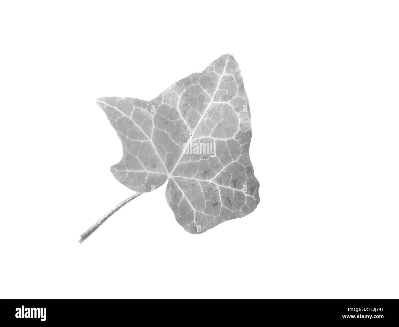Ivy Hedera foglie di piante in bianco e nero Foto Stock