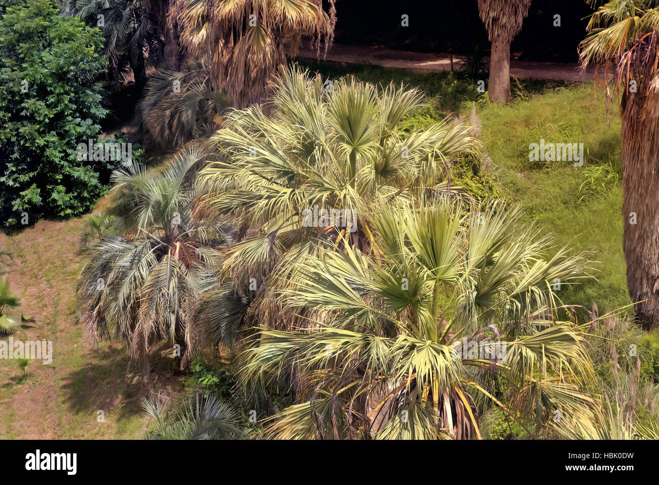 Arboreto di piante tropicali e subtropicali. Foto Stock