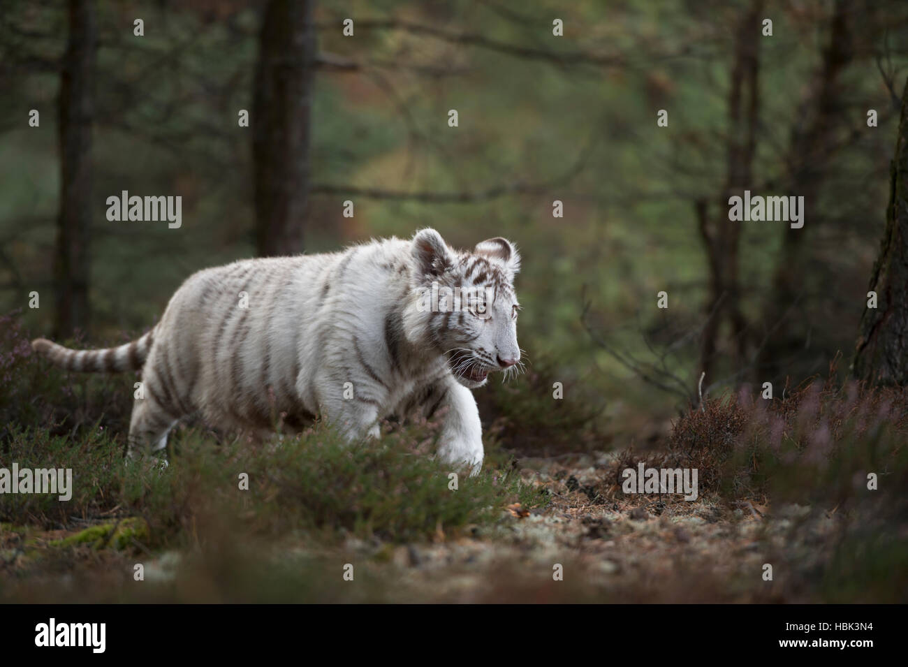 Royal tigre del Bengala / Koenigstiger ( Panthera tigris ), bianco morph, giovani, cute animale, intrufolarsi attraverso una foresta. Foto Stock