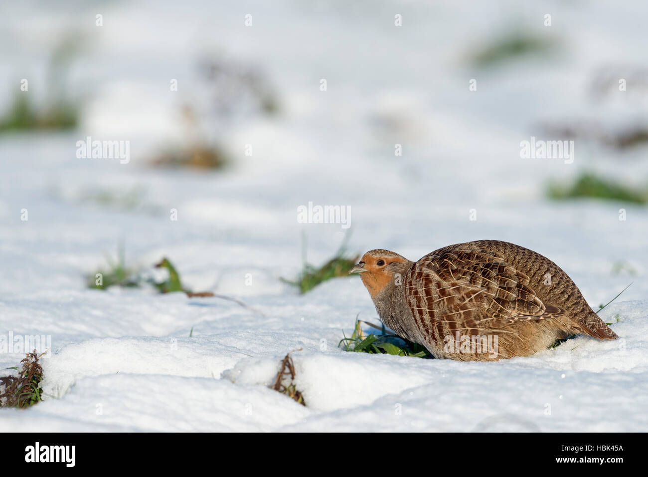 La Starna / Rebhuhn ( Perdix perdix ) in inverno su una coperta di neve campo, alla ricerca di cibo, guardando, giornata soleggiata, l'Europa. Foto Stock