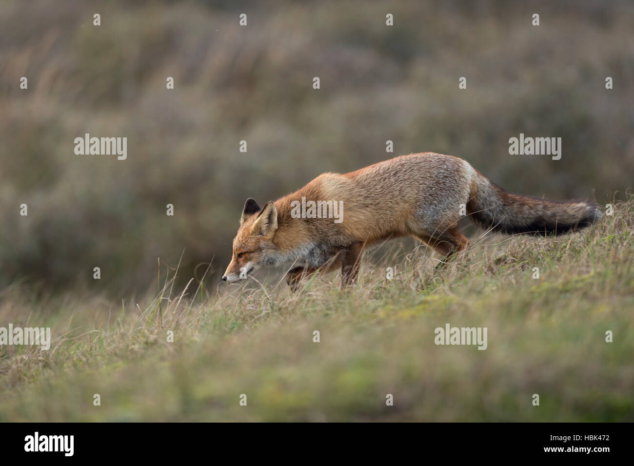 Red Fox / Rotfuchs ( Vulpes vulpes ) caccia nella prateria aperta, ambiente tipico, vista laterale. Foto Stock