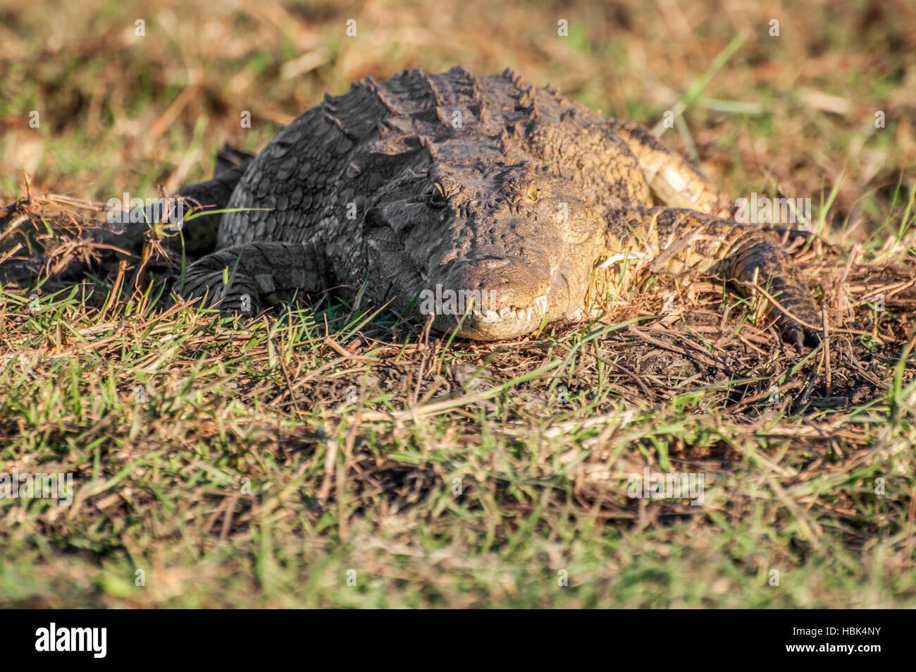 Coccodrillo del Nilo sulla riva del fiume Foto Stock