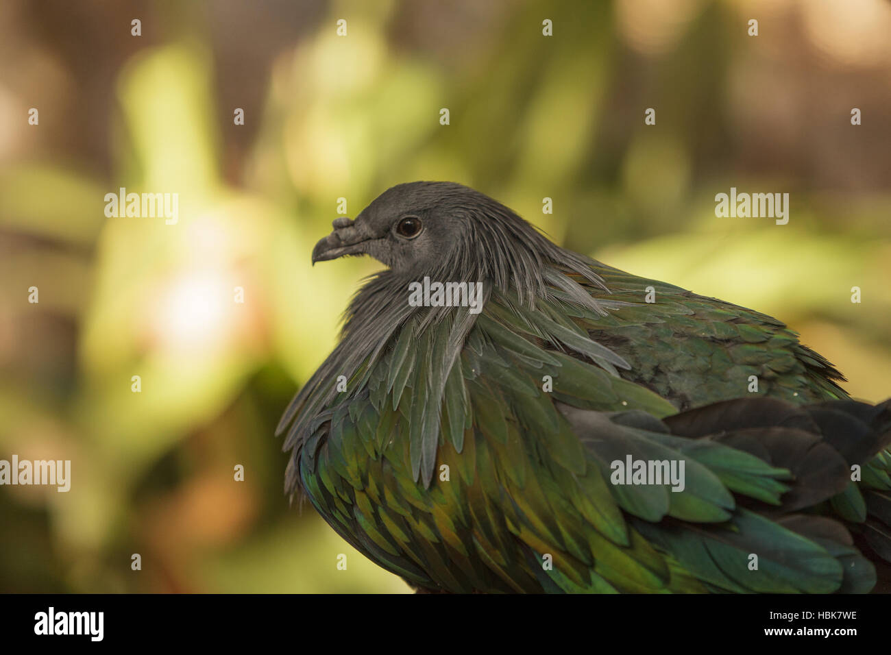 Nicobare Pigeon, Caloenas nicobarica, uccello Foto Stock