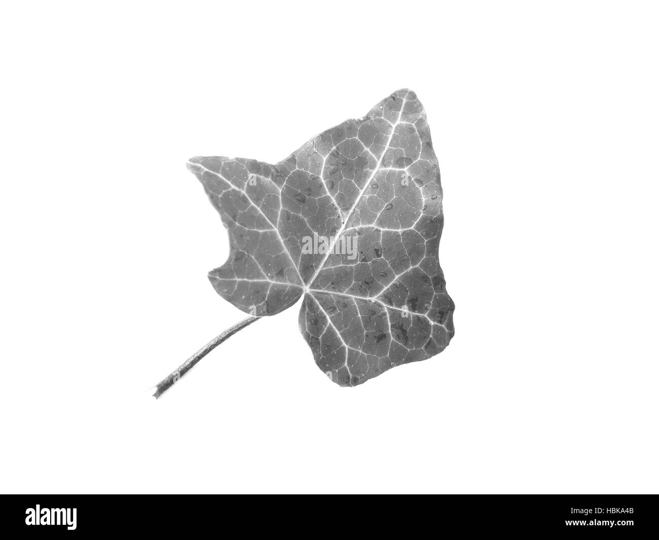 Ivy Hedera foglie di piante in bianco e nero Foto Stock