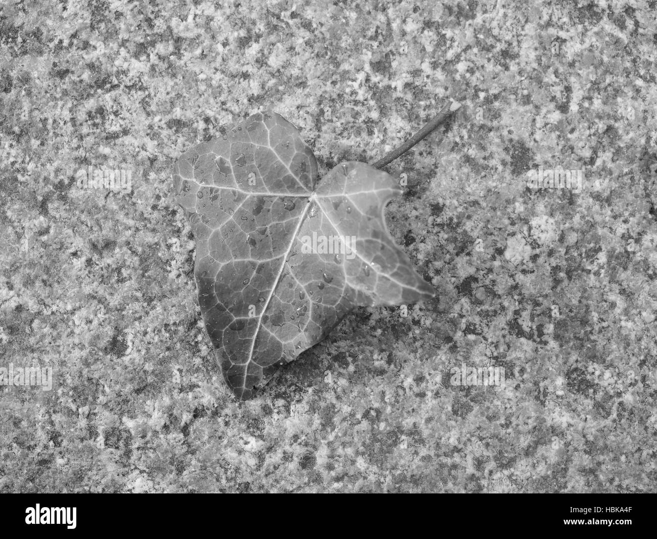Ivy Hedera foglie di piante in bianco e nero Foto Stock